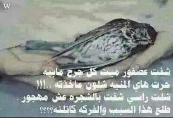 سيوفي قاهرهم  (@saefsaefsa) on Twitter photo 