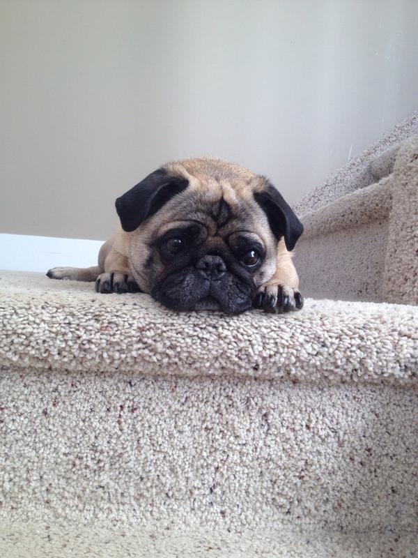 NorthernPug's tweet photo. Hairy legs are the new shaved #FYI #winteriscoming http://t.co/FjeeaaZIWa