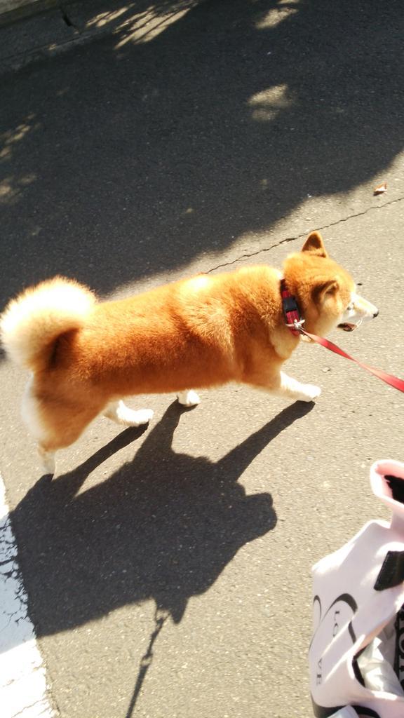 teasunn's tweet photo. 秋の散歩道。

涼しくなってきたからか、ハナU^ェ^Uの足取りも軽やかです(^o^)
るんたった～♪ http://t.co/mQS4vyRAKo