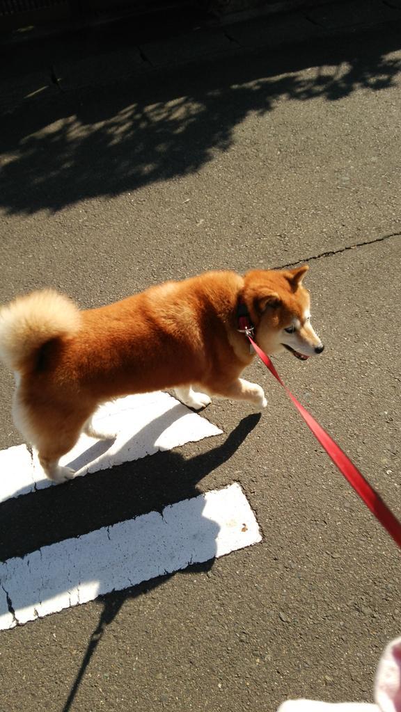 teasunn's tweet photo. 秋の散歩道。

涼しくなってきたからか、ハナU^ェ^Uの足取りも軽やかです(^o^)
るんたった～♪ http://t.co/mQS4vyRAKo