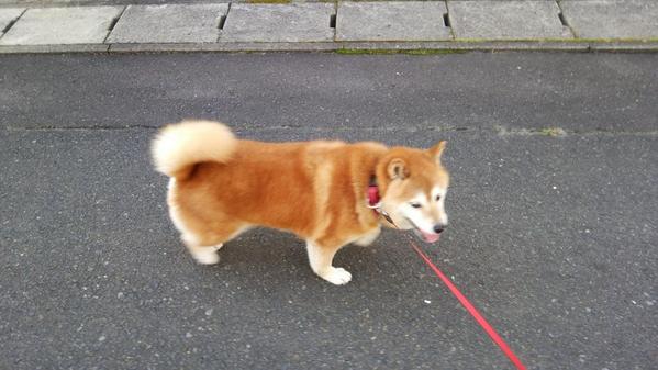 teasunn's tweet photo. 秋の散歩道。

涼しくなってきたからか、ハナU^ェ^Uの足取りも軽やかです(^o^)
るんたった～♪ http://t.co/mQS4vyRAKo