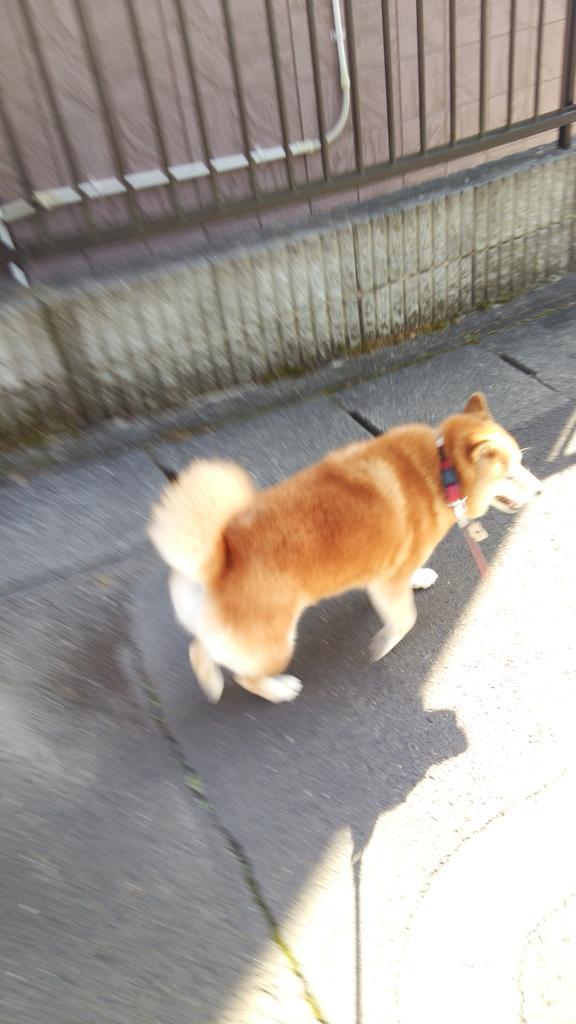 teasunn's tweet photo. 秋の散歩道。

涼しくなってきたからか、ハナU^ェ^Uの足取りも軽やかです(^o^)
るんたった～♪ http://t.co/mQS4vyRAKo