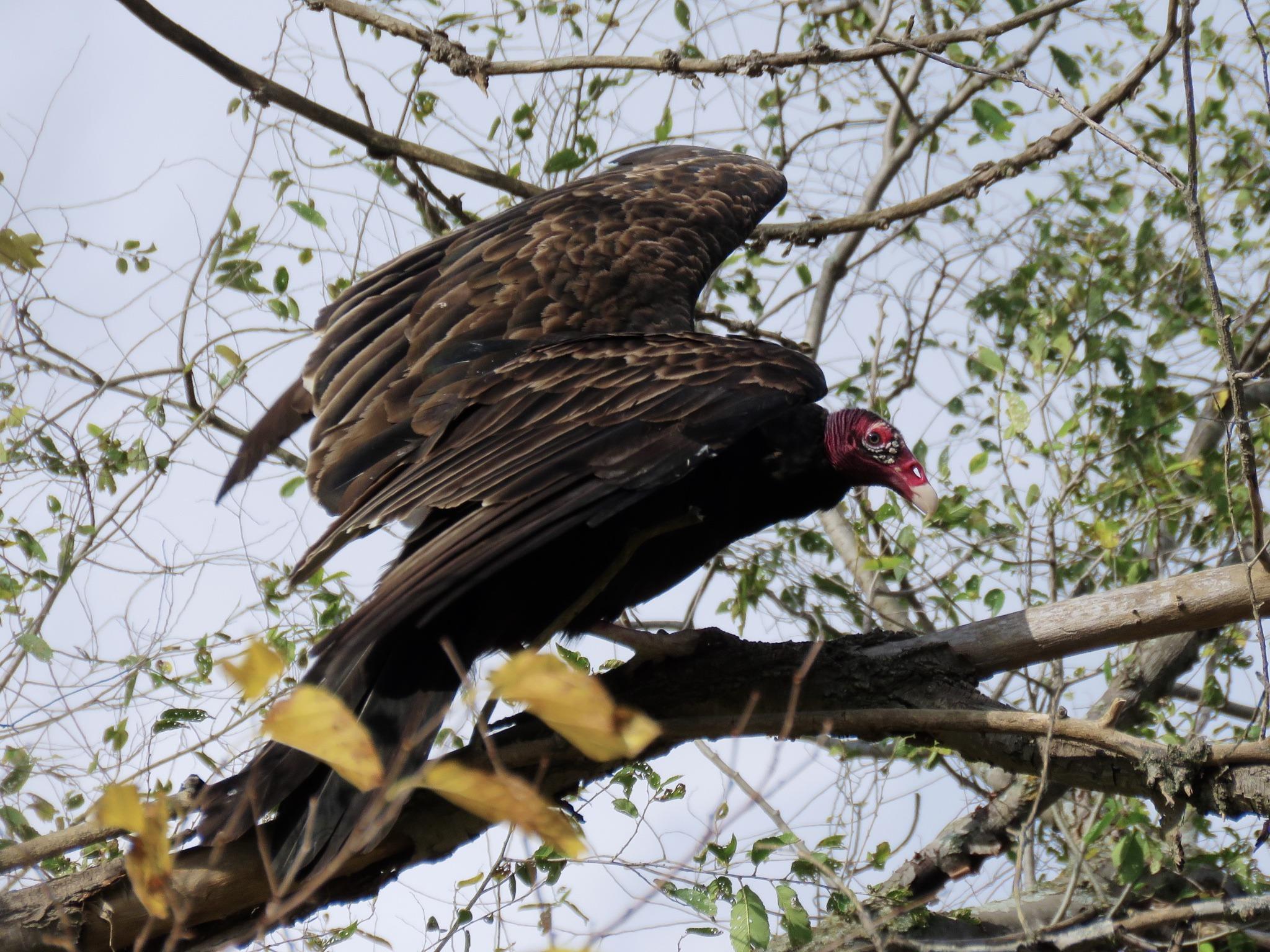 Embedded image permalink