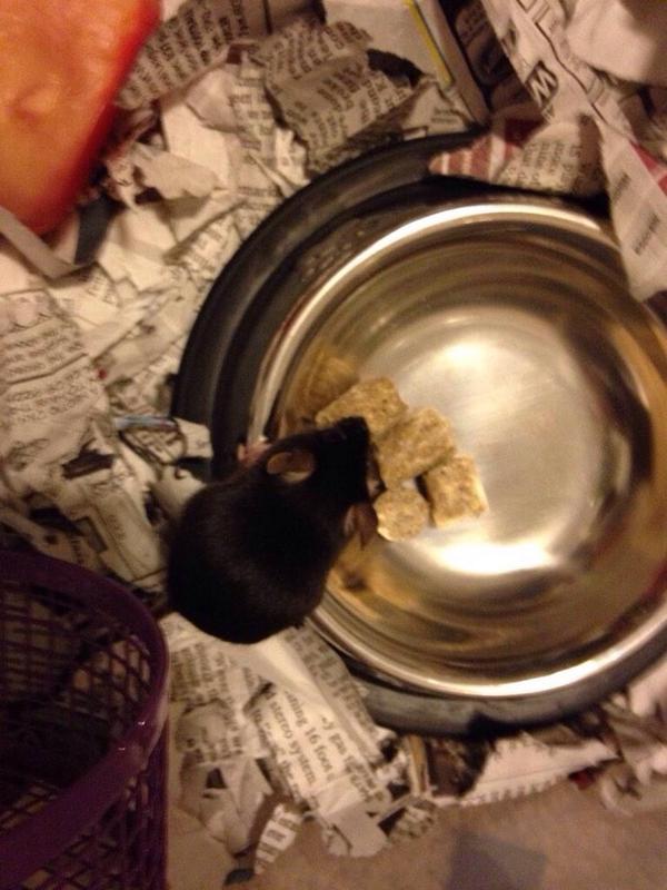 LisaLBurgly's tweet photo. Thank you for the Lovely food godmother @rad_peyton http://t.co/Ktp99NT1ks