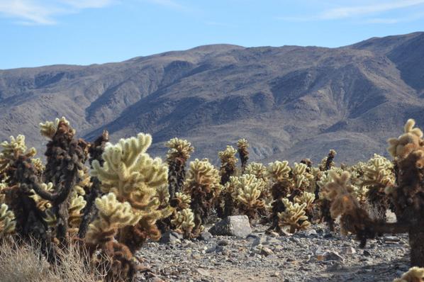 AB_Edward's tweet photo. Dr. Seuss IRL #JoshuaTree #nationalparks http://t.co/yd1ssZuTFa