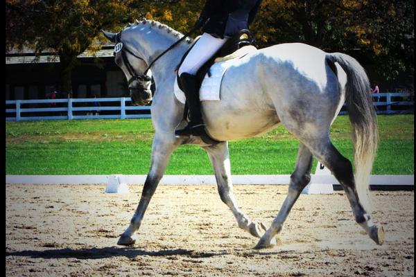 JenRoytz's tweet photo. Playing around at the @KyHorsePark with my new camera at the #MSEDA #ThreeDayEvent This is my favorite pic yet. http://t.co/sWKC9m7KQM