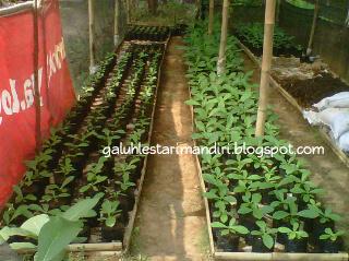 CV_GLM's tweet photo. Mini #GreenHouse yg dibuat dilahan yg kurang produktif &amp; lahan tsb milik masyarakat binaan kami. #GoGreen #SaveEarth http://t.co/JpQgzSnwFD
