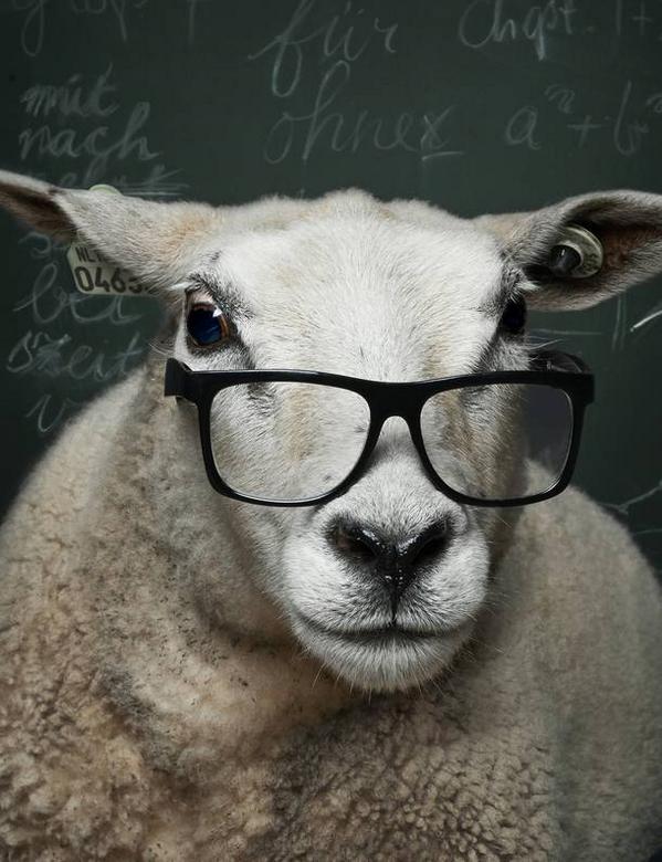 volkskrant's tweet photo. De leraar is mak gemaakt http://t.co/N0ufjWzct6 http://t.co/KhLq2josE3