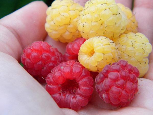 lbilbaol's tweet image. #emprendedores #yellowraspberry ow.ly/CXu4G #reinventar @megrassell http://t.co/r1ESgtguWx&quot;