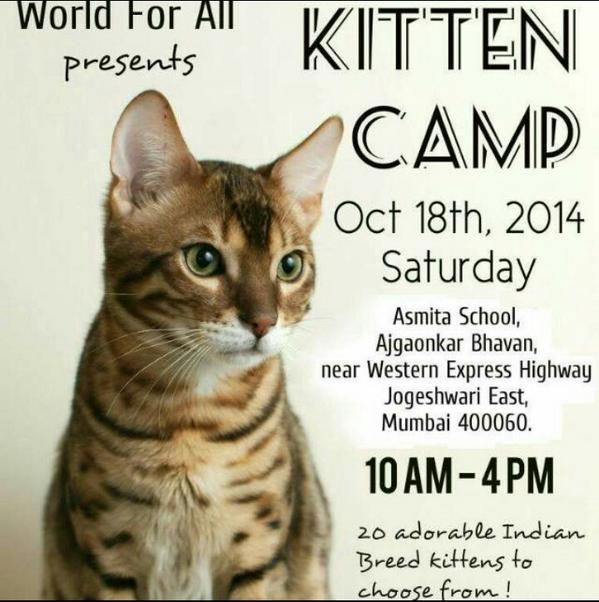 worldforall's tweet photo. Please RT kitten camp happening now !!! See photo !!! share !!! 20 homeless kittens to home http://t.co/UVoNgeBI2i