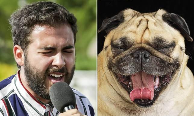 Metro on X: "Nine pugs that look like X Factor favourite Andrea Faustini  http://t.co/ivKaYty6GV http://t.co/9DH7rccHvB" / X