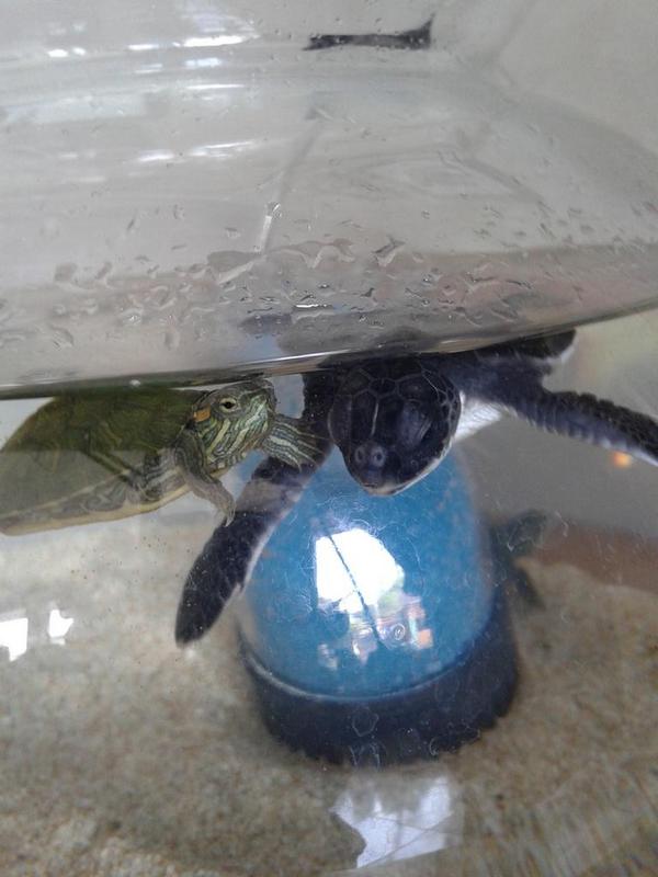 Kesumo Prasetyo tweet media