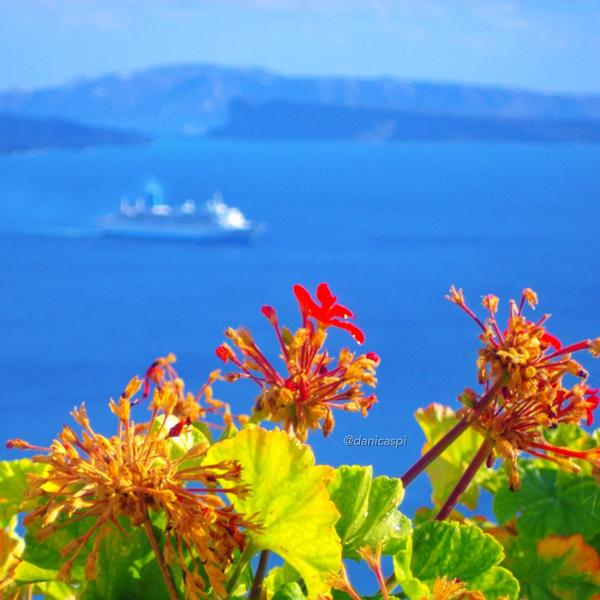 Santorini's flowers ..