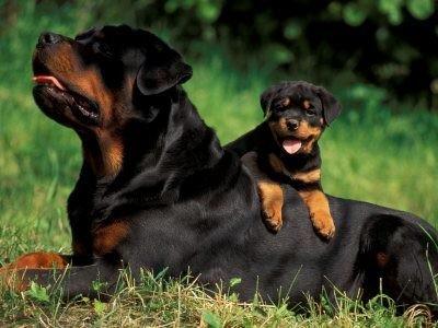 rottweilers_'s tweet photo. So cute!😍 http://t.co/1SuAlVaghc