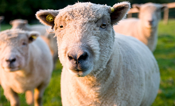 Embedded image permalink