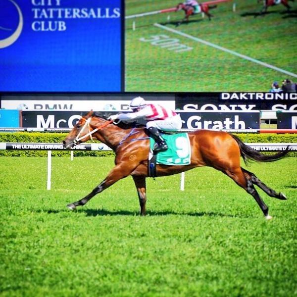 4Nini's tweet image. The new star on the block! Nice one @brentonavdulla #DeepField @HawkesRacing #sydneyspring