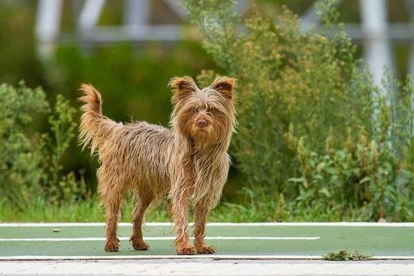 #Huesca El perro "Titín" ya tiene casa tras vivir años en la rotonda del mulo 
diariodelaltoaragon.es/NoticiasDetall…