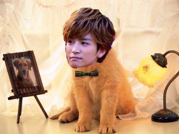 使いません Pa Twitter がんちゃんって犬の中のゴールデンレトリーバーに似てると思うのは私だけ 似てると思った人 がんちゃん好きな人 Http T Co L2v70trf5d 使いません Pa Twitter がんちゃんって犬の中のゴールデンレトリーバーに似てると思うのは私だけ 似てると思った人 がんちゃん好きな人 Http T Co L2v70trf5d