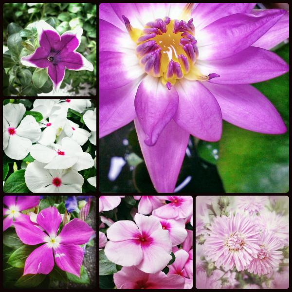 Yuanfang_mgzine's tweet photo. En #Taiwagram, @ira_sojo ha preparado un collage con flores de otoño
#Fotografía de Susan Wu
http://t.co/awiXzLBjjH http://t.co/iFgonq9dDS