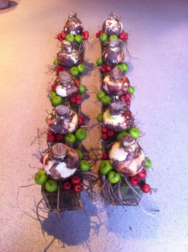 benstempher's tweet image. Amaryllisbollen ze zijn erweer.De mooiste,de grootste,verschillende kleuren.Super kwaliteit.