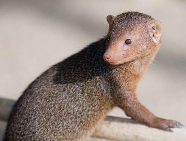 AnimalBytesTV's tweet photo. Catch the debut of @shannon__wild on dwarf mongoose! RT please! https://t.co/fteeHzsb22 #FALBAL http://t.co/av6LlOBmLV