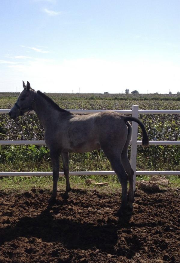 francisadmon's tweet photo. "Escogida " cumple 18 meses 
Pura raza Árabe http://t.co/kCNBwlHcR6