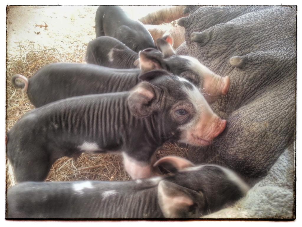 Embedded image permalink