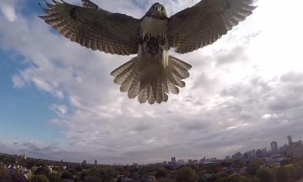 CNET's tweet image. Hawk attacks drone in a battle of claw versus machine cnet.co/1sQQMW3