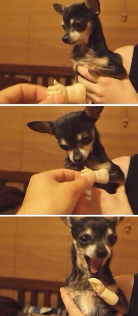 ReIaxations's tweet photo. he lost his paw so they gave him a new one http://t.co/gvt93Mo0Nf