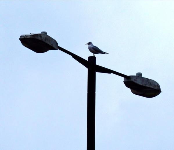 RoseNWF's tweet photo. #BowFlyover I love how wildlife learns to live in the city @UrbanWildlifeUK @TheCityPictures @RSPBLondon http://t.co/WR1w8Ktrwc