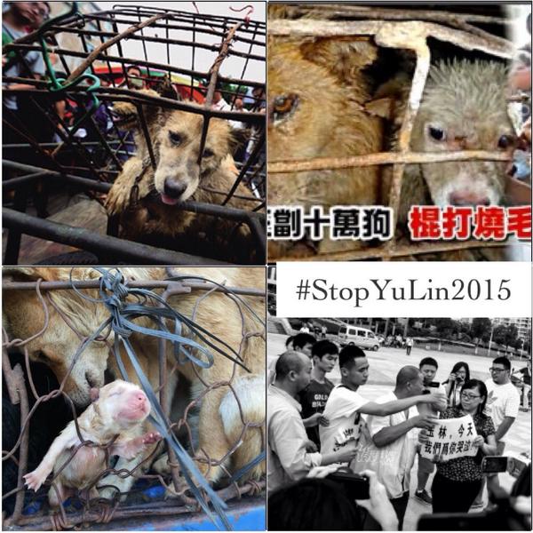 AniroC_2's tweet photo. Pls RT, and help2raise awareness against horrible cruelty happening in China #StopYuLin2015  http://t.co/WgFf3a7HnZ https://t.co/gKaZPuwlfs