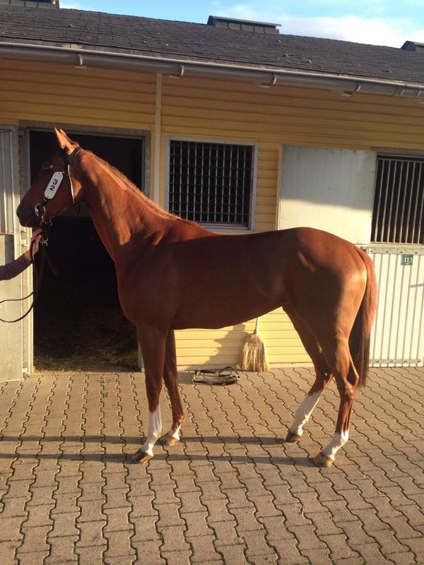 TBloodstock's tweet photo. Bought this filly at the BBAG sale for @Michael_keady and his team-she has useful maiden form,hope she's lucky ! http://t.co/GDVzxbGh16