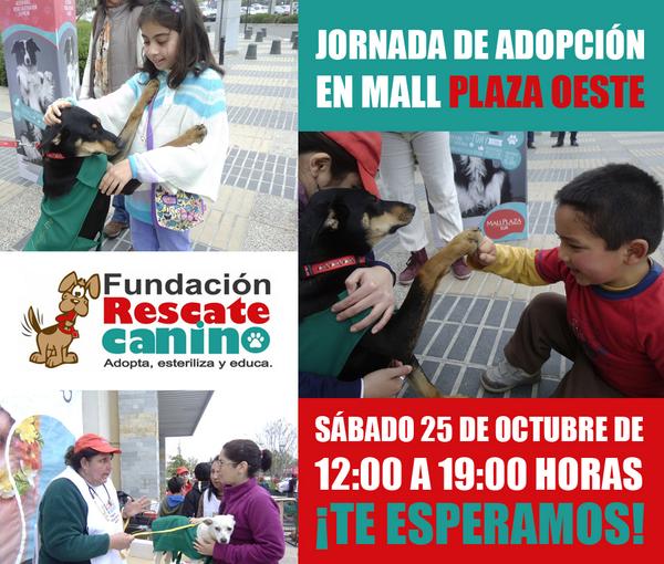 rescatecanino1's tweet photo. 25 DE OCT JORNADA ADOPCION EN MALL PLAZA OESTE http://t.co/F0soRXlLpA http://t.co/wq3LHdgv1t