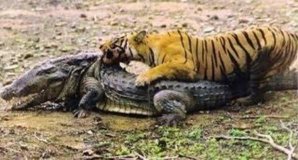 bowtieger's tweet photo. It's gameday in Gainesville! The team is ready, but we have to wait until 6 pm CDT to #EatGator http://t.co/AfiAxRLNx9