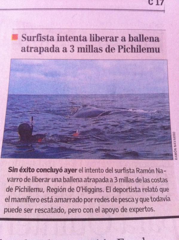 Bea585's tweet photo. Ballena atrapada #pichilemu, surfista navarro no pudo solo, necesita ayuda! http://t.co/tg7bhLQhBS”@tv_christian @GreenpeaceCL @lindorfovet