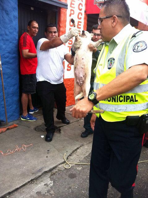 Vucema's tweet photo. Urgente San Cristóbal Tàchira piden apoyo para ayudar a 16 animales que están desalojando en este momento 04121666480 http://t.co/ThzDlWeLGG