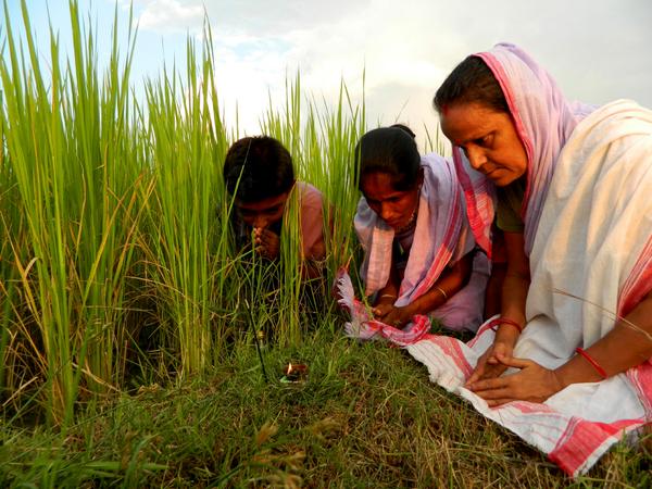 SouleFacts's tweet image. Today is Kati Bihu in Assam, worship, pray &amp;amp; welcome Goddess Lakshmi, by lighting earthen oil lamps in d rice fields.