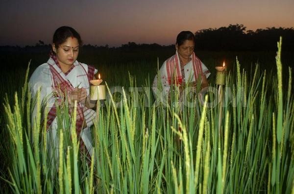 SouleFacts's tweet image. Today is Kati Bihu in Assam, worship, pray &amp;amp; welcome Goddess Lakshmi, by lighting earthen oil lamps in d rice fields.