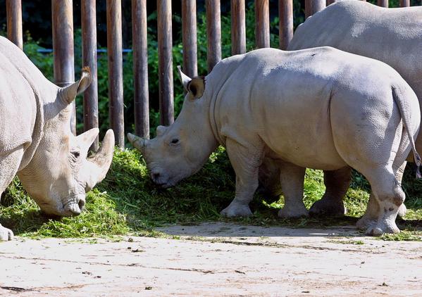 BFMTV's tweet photo. Il n'y a plus que six rhinocéros blancs sur la planète http://t.co/0yzPyUFndn http://t.co/96c9esz88d