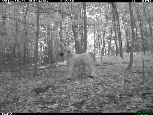 mnsRoPo's tweet photo. He buried me a nut for later! RT @camtraplive: Even squirrels like @mnsRoPo http://t.co/WeLjEjMT3v