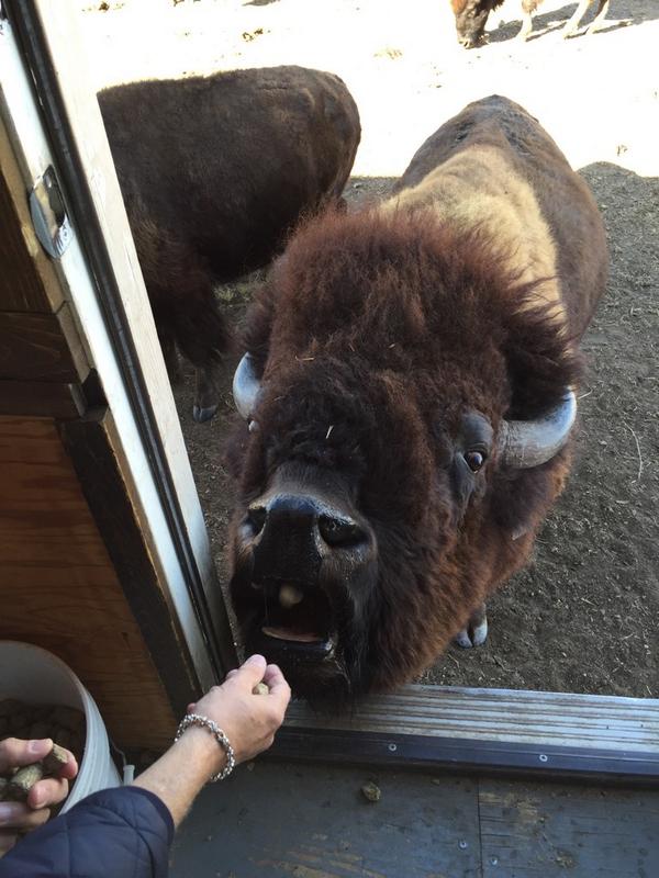 Feeding the bison at #terrybisonranch in #Wyoming
