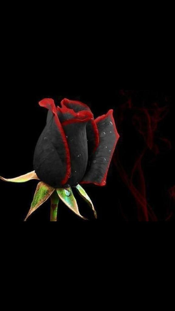 شايب مبادل مع شيبان  (@alkingnote3) on Twitter photo 