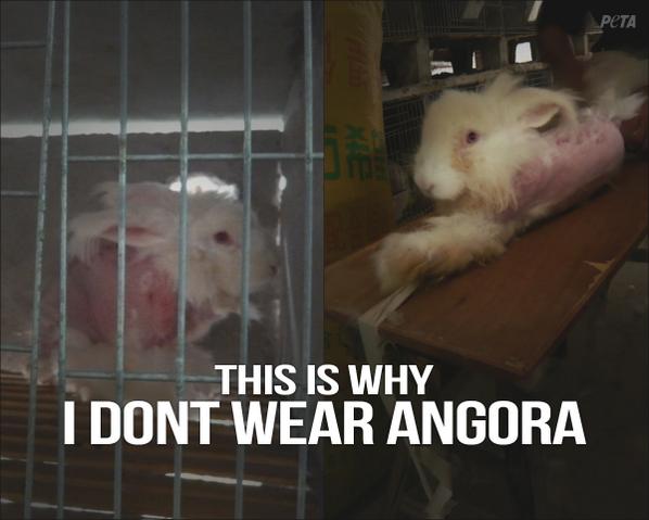 peta's tweet photo. ICYMI:

Thx to YOU, @FCUK has agreed 2 STOP selling ANGORA: http://t.co/f9uJf1n8p4 

RT if u support their decision! http://t.co/rydjiC72nd