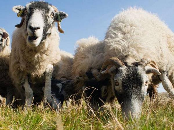 Independent's tweet photo. Sheep munch through £4,000 in cannabis plants dumped near farm http://t.co/vqkRPM1YSJ http://t.co/DWpfcXfiOo