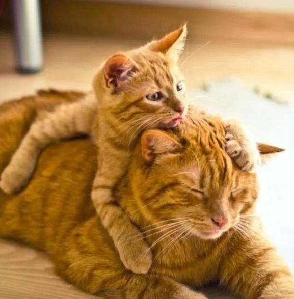 Catscinating's tweet photo. Only 11.5% of people consider themselves "cat people" #catpeople #catscinating #cats http://t.co/tOf7U8rIL8