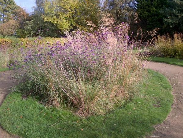 FatGrassDesign's tweet image. Gorgeous verbena bonariensis still going strong in Longford Park Manchester