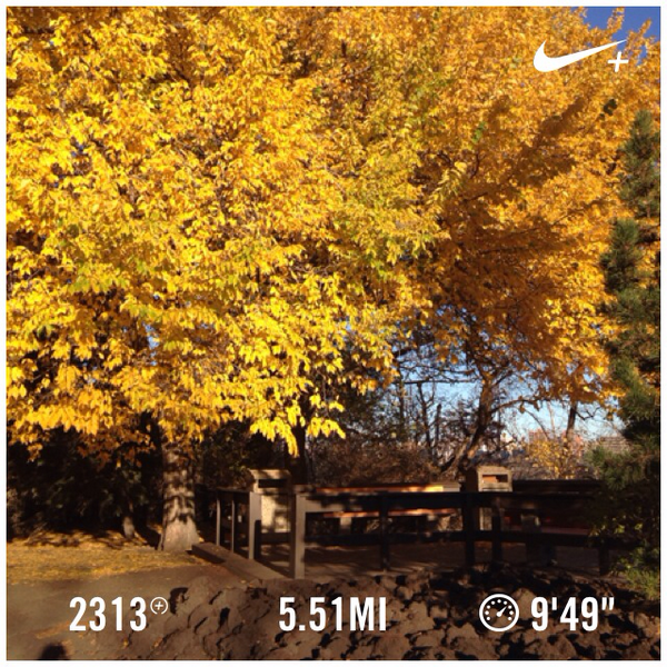 BKolada's tweet photo. Edmonton is stunning in the fall. #yeg #running I just ran 5.51 mi with Nike+. http://t.co/8A2VUUq0yS #nikeplus http://t.co/dt6xnsUoFW