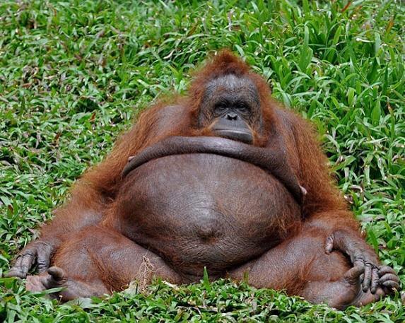funnyorfact's tweet photo. rt if this kinda looks like u after eating food: http://t.co/eg60lueMpj