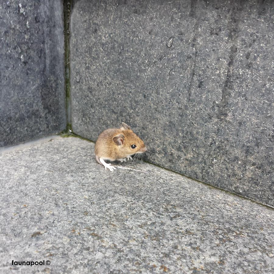 RT <a href="/faunapool/">faunavoice</a>: #Cats: They will not give up until they have learned that there is no way to #catch their prey.