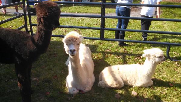 philomath13's tweet photo. #AggieAlpacas #BCAHS http://t.co/szbUwDKjj4